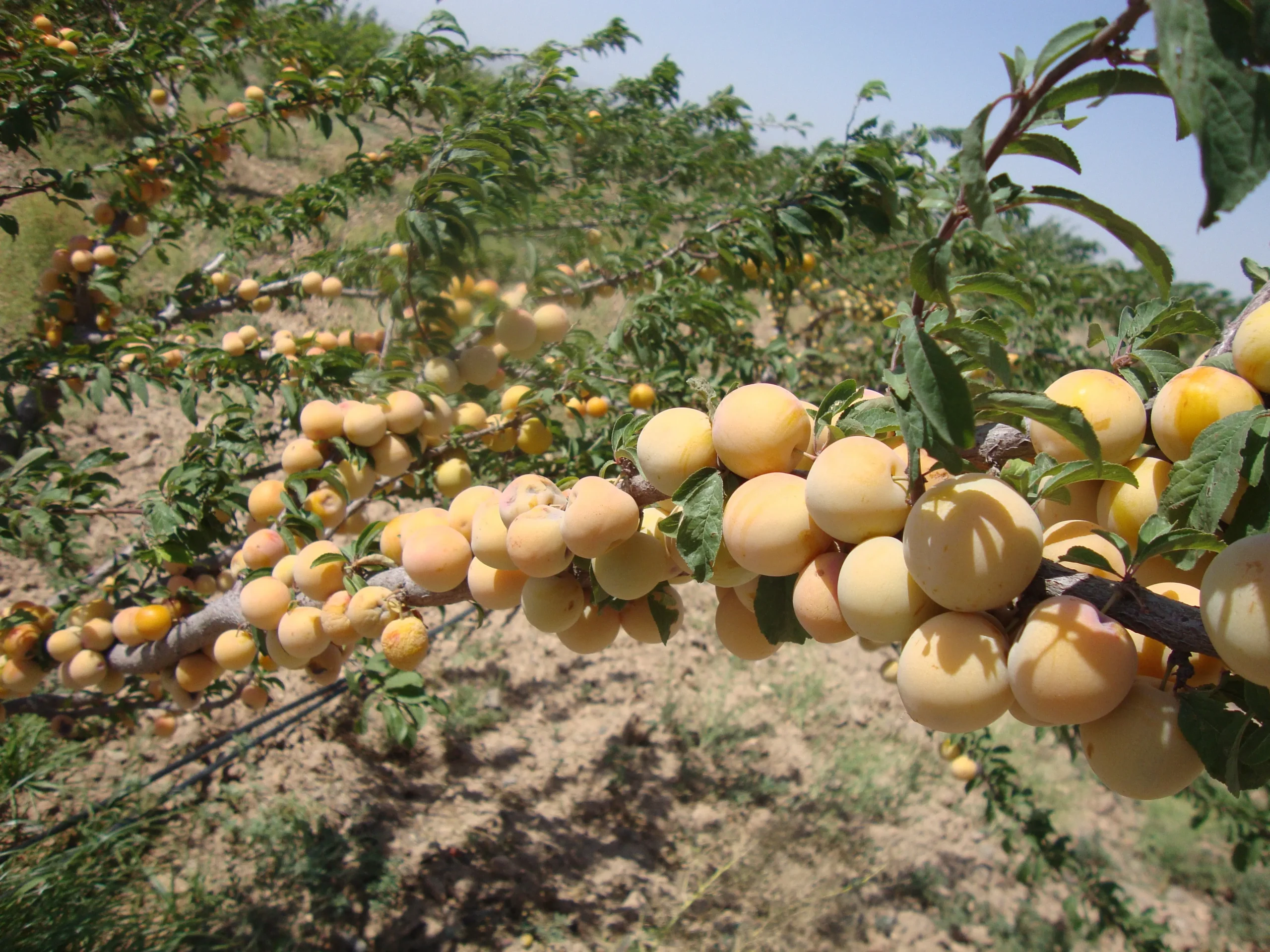 پرین بتن صنعت سبز